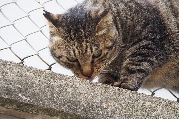 シマヲ　くんかくんか