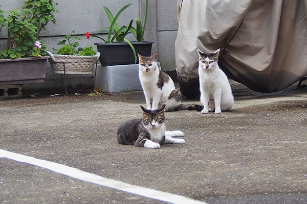 正面から3兄妹