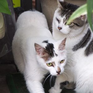 うってなってるケイ