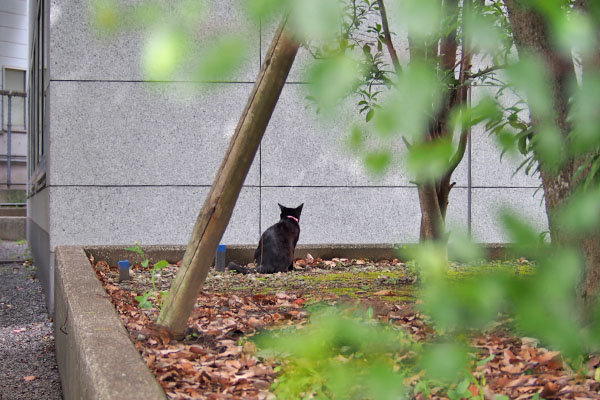 遠くにモノタ