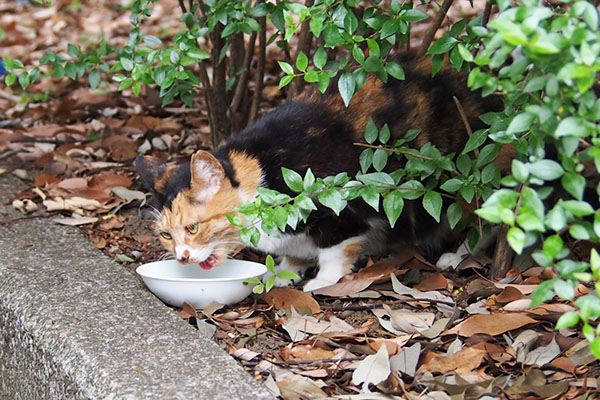 食べるミク