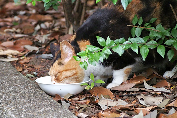 食べるミク２