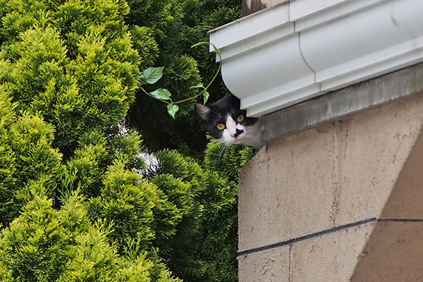 まこ　覗いてる