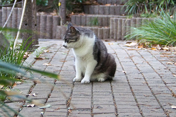 オットを睨む　タンタル