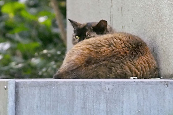 何か見えたにゃ　ロミ