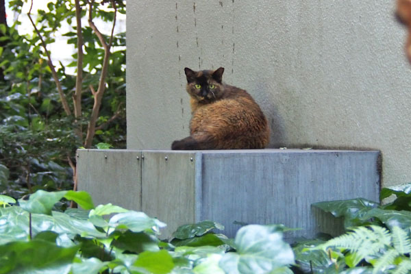 来ないでにゃよ　ロミ