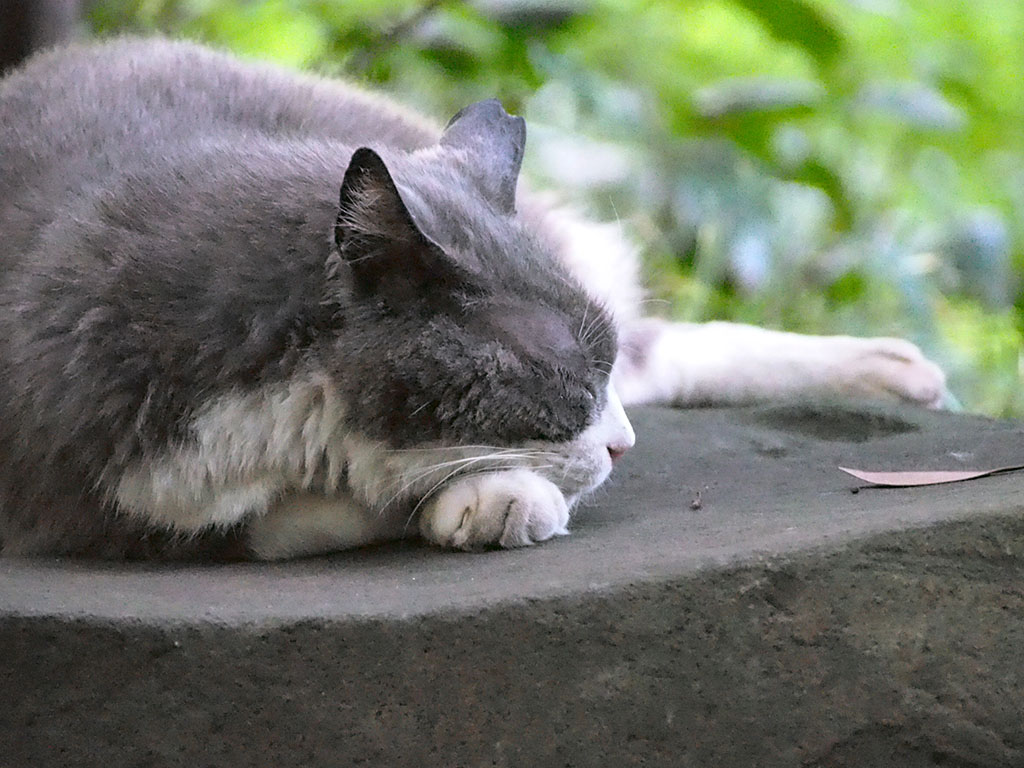 sleeping face Otto