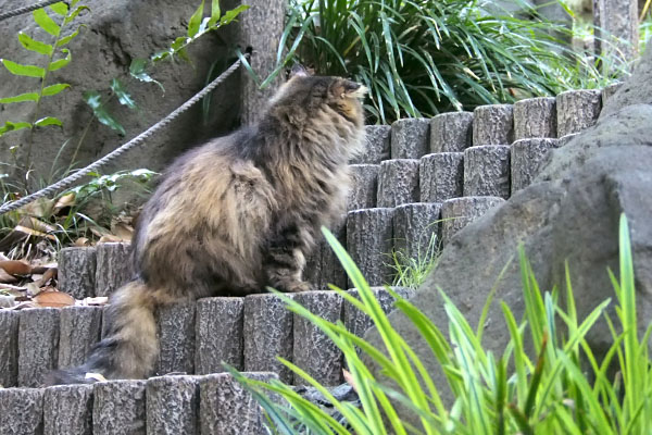 お座り　メレンゲ