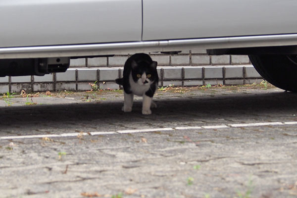 まこ　車の下