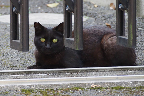 キト　別日　目ぱっちり