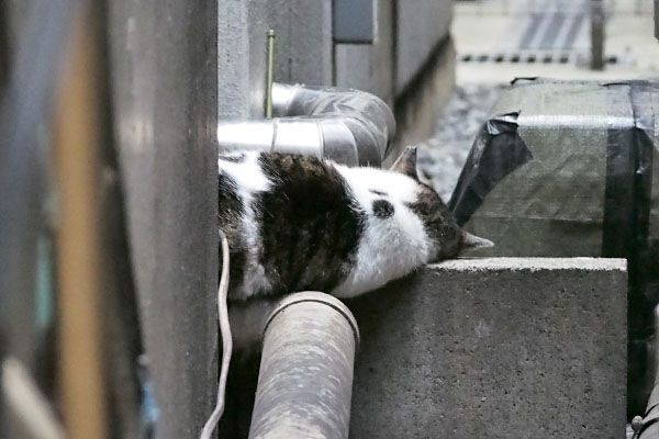 しぐれ　別日も同じ寝方