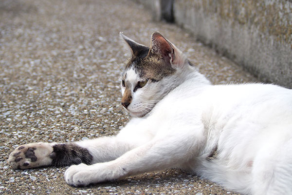 しろまる　誰かを見てる