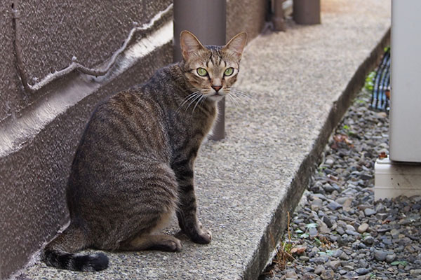 らい太　隣りにゃろ