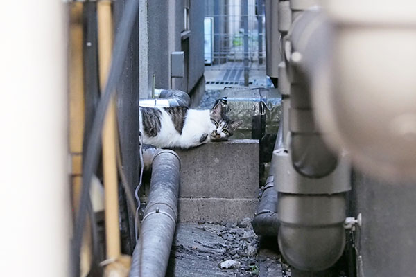 しぐれ　別日　顔こっち