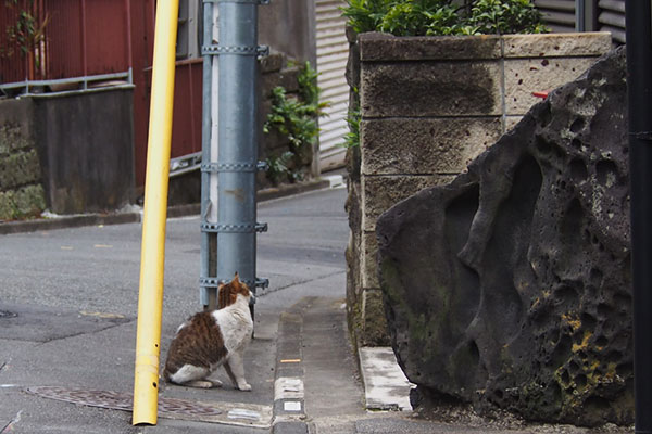 新参君　塀を狙う