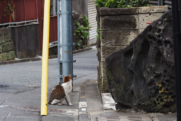 新参君　塀を狙う２