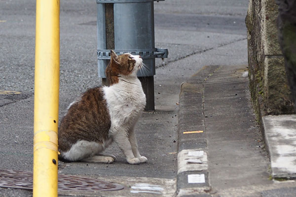 ナリコの場所　新参猫　見上げる