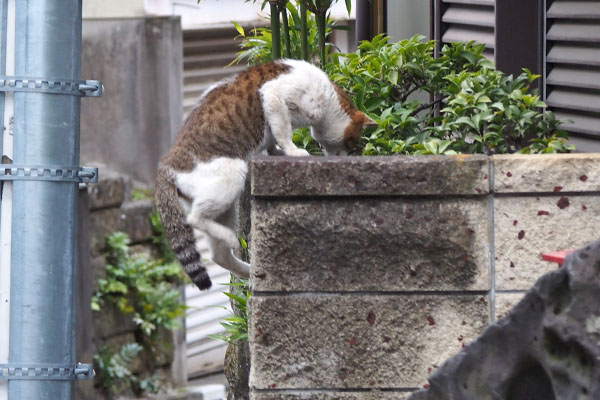 新参君　塀に乗った