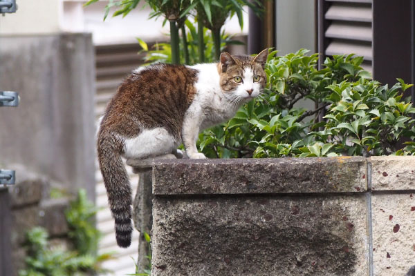 新参君　こっち見た