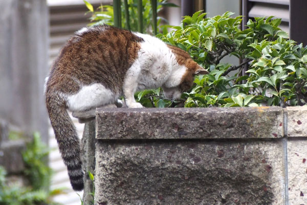 新参君　行くにゃ