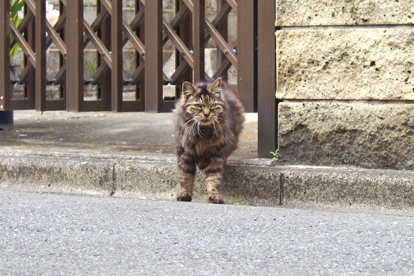 タッチー　お出まし