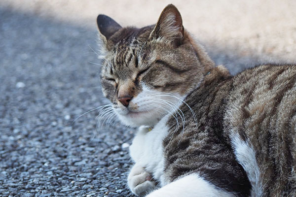 リオ　眠そうな顔