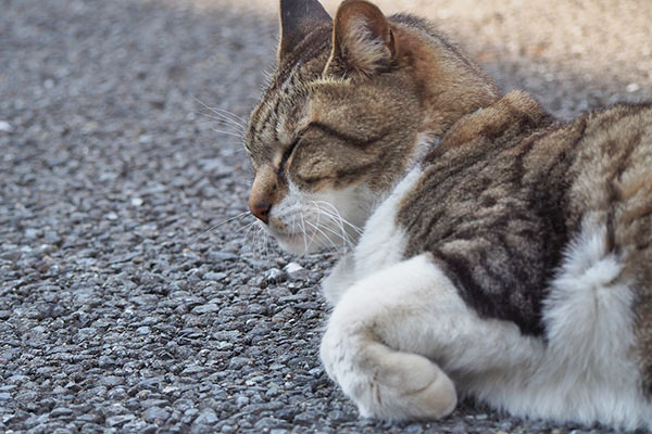 リオ　お手てくに