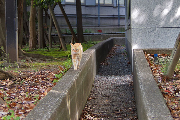 ソラちゃん　奥から走って来た