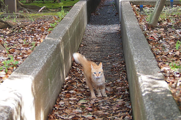 ソラちゃん　狐みたいな