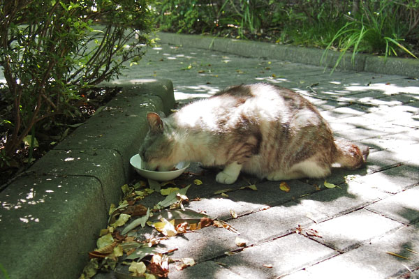 クロム　お食事中