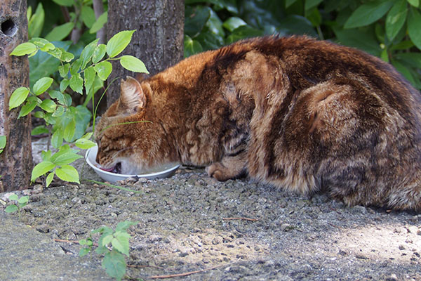 クラタン　お食事中