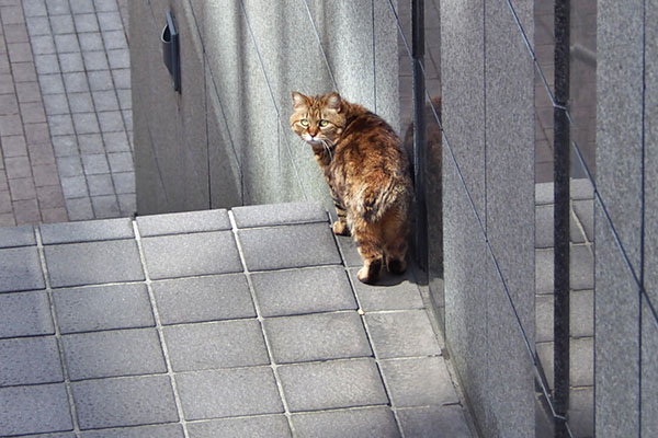 クラタン　階段　またね