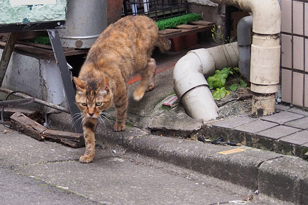 ヴェルデ　来てくれる