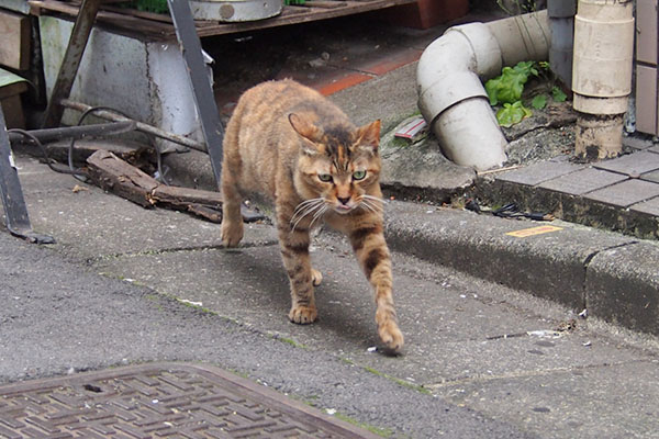 ヴェルデ　歩幅広く