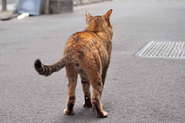 ヴェルデ　後ろ姿