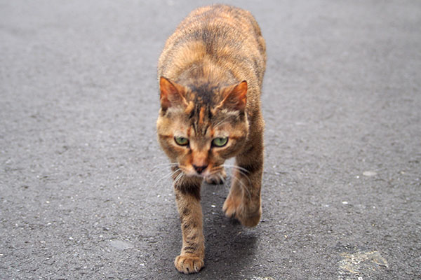 ヴェルデ　近寄って