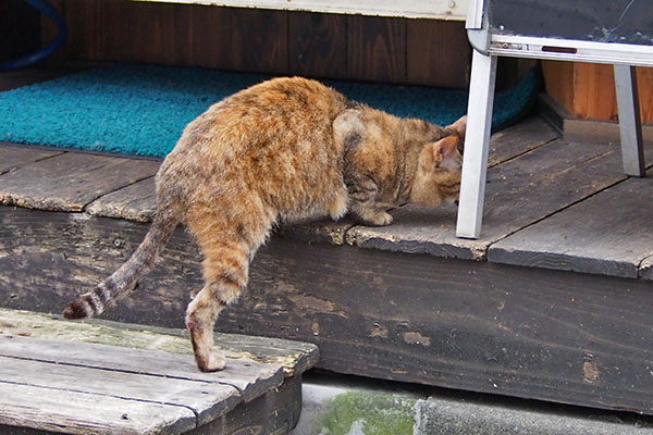 ヴェルデ　片足残しで食べる