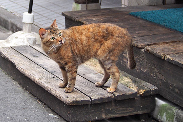 ヴェルデ　見上げる