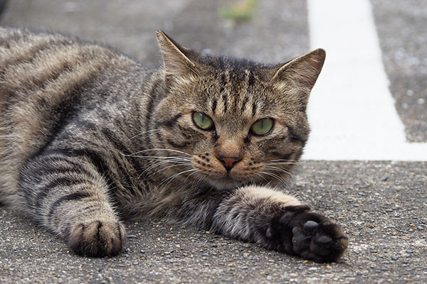 シマヲ　お目メぱっちり