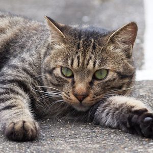 リラックス　シマヲ