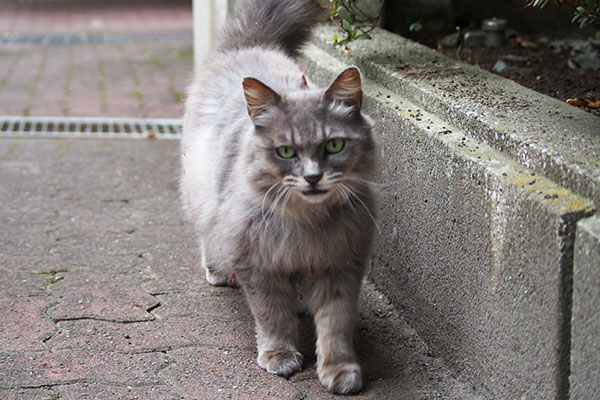 マフ　見つめてくる