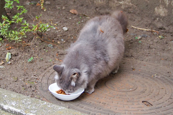 マフ　召し上がる