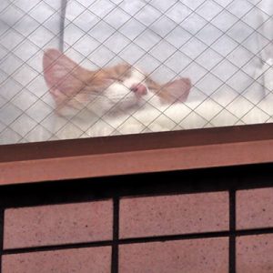orange cat at window