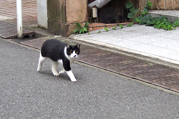 まこ　下りてきた