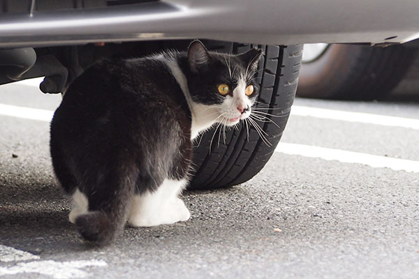 まこ　車の下に