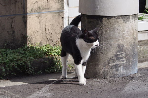 こまち　何かを見てる