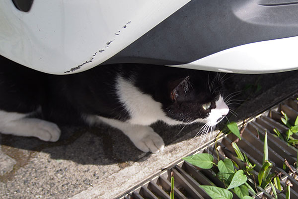 こまち　車の下に身を潜める