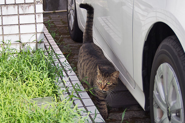 シマヲ　しっぽ上げて