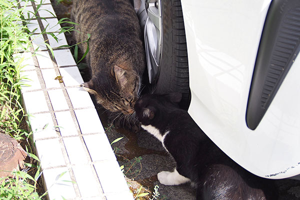 シマヲとこまち　挨拶