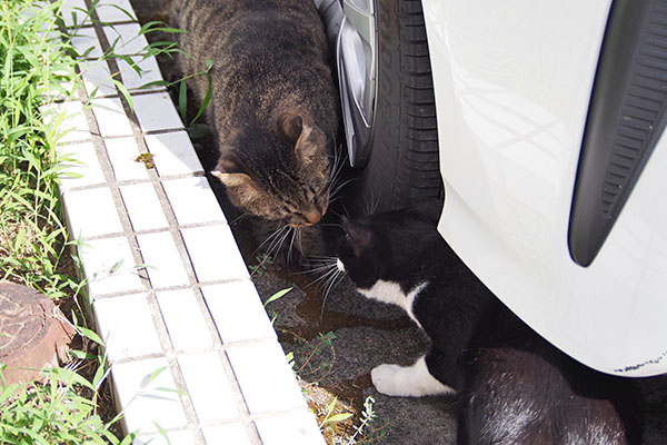 シマヲとこまち　挨拶２